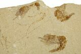 Three Cretaceous Fossil Shrimp - Lebanon #308520-1